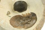 Rare, Platyscutellum Massai Trilobite - Morocco #191780-4